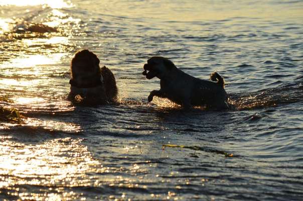 Dogorama-Monats-Challenge-Mai "Wasser"-Beitrag-Bild