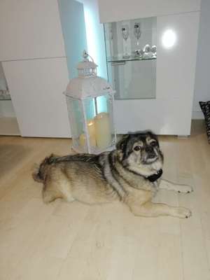 Welche Hunderasse-Beitrag-Bild