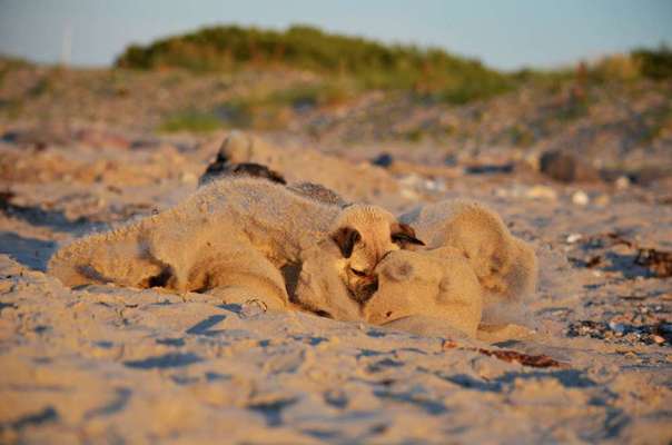 Die Dogorama Wochen Challenge-Beitrag-Bild