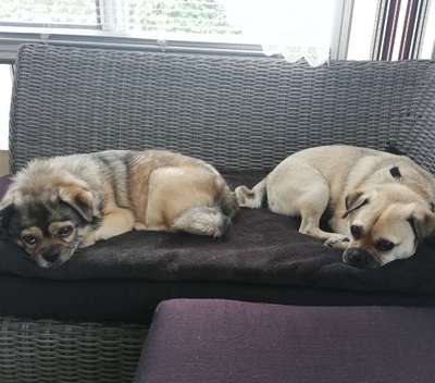 Welche Hunderasse-Beitrag-Bild