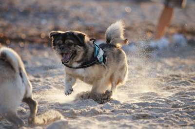 Hundemodel-Beitrag-Bild