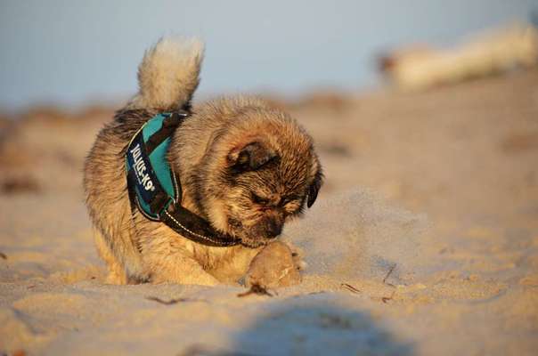 Die Dogorama Wochen Challenge-Beitrag-Bild