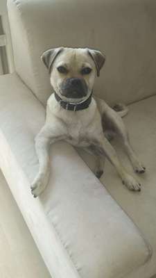 Welche Hunderasse-Beitrag-Bild