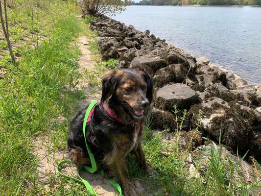 Dogorama-Monats-Challenge-Mai "Wasser"-Beitrag-Bild