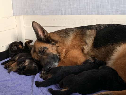 Wurfkiste Holz oder Kunststoff?-Beitrag-Bild