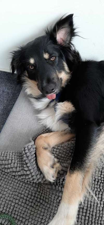 Zeige das lustigste Bild eures Hundis-Beitrag-Bild