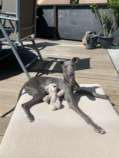 Whippet-Beitrag-Bild