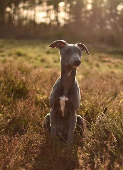 Hundetreffen-Hundetreff - spiel und wanderrunden-Windhund-Bild