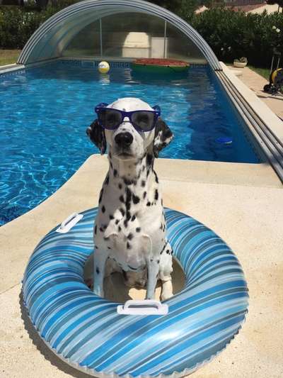 Dogorama-Monats-Challenge-Mai "Wasser"-Beitrag-Bild