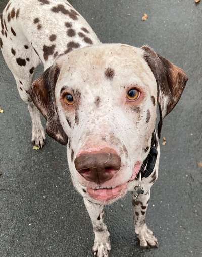 FOTOCHALLENGE 72 - Glücklicher Hund im Schmuddel-Look-Beitrag-Bild