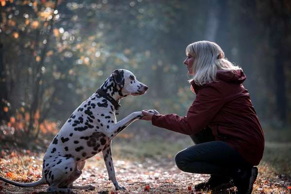 Fotowettbewerb "Liebeserklärung an deinen Hund!"-Beitrag-Bild