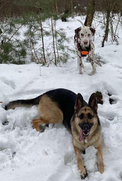 Die Dogorama Wochen Challenge "Friends will be Friends"-Beitrag-Bild