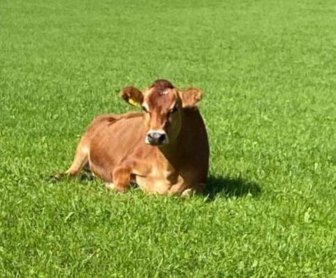 Die wunderschöne Welt mit Hund.-Beitrag-Bild