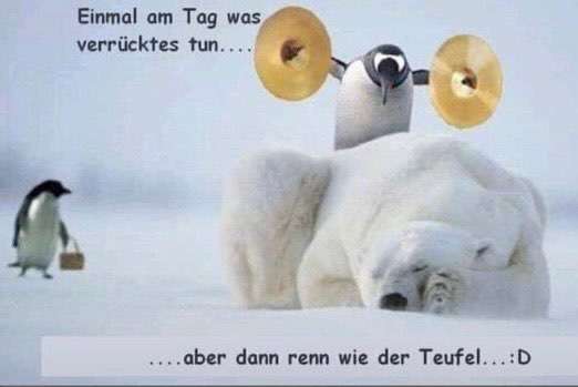 Hunde Memes-Beitrag-Bild