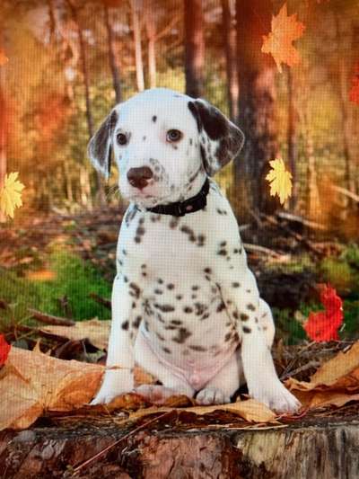 Die Dogorama Kalender Challenge Teil 1/4-Beitrag-Bild