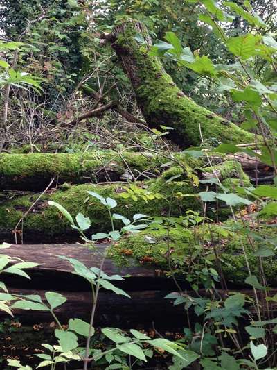 Die wunderschöne Welt mit Hund.-Beitrag-Bild