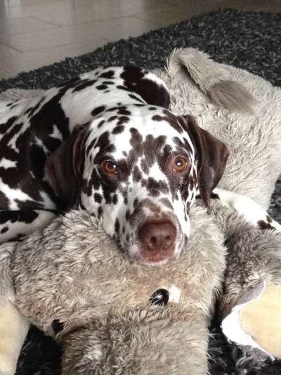 Dogorama Photo Challenge - Hundeblick zum hinschmelzen-Beitrag-Bild