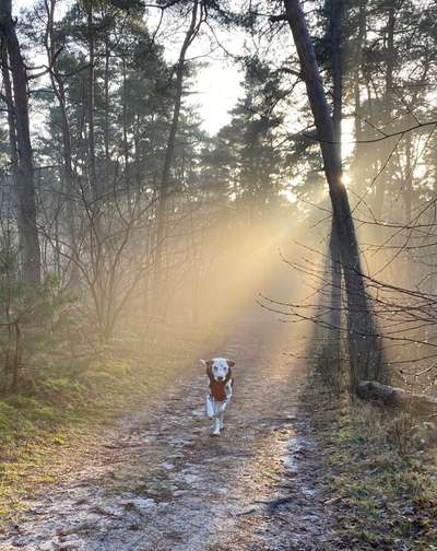 SonnenSTRAHLEN-Beitrag-Bild