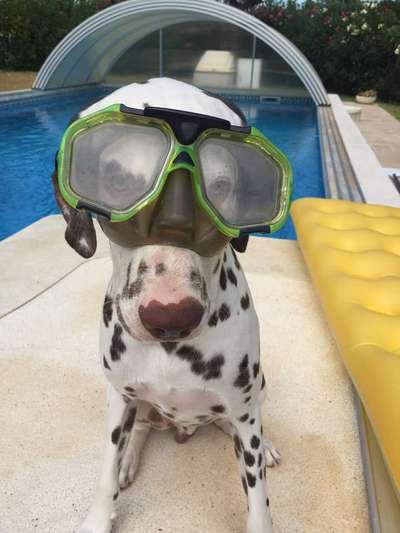 Hunde Memes-Beitrag-Bild