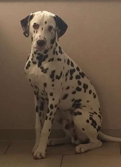 Wo sind denn all die Dalmatiner, zeigt her eure Punktehunde-Beitrag-Bild