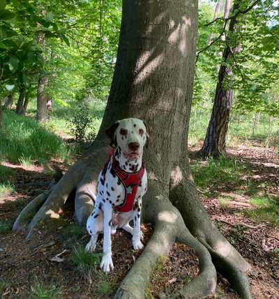 Dogorama Photo Challenge- Wurzeln-Beitrag-Bild