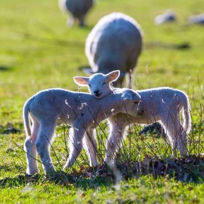 Die wunderschöne Welt mit Hund.-Beitrag-Bild