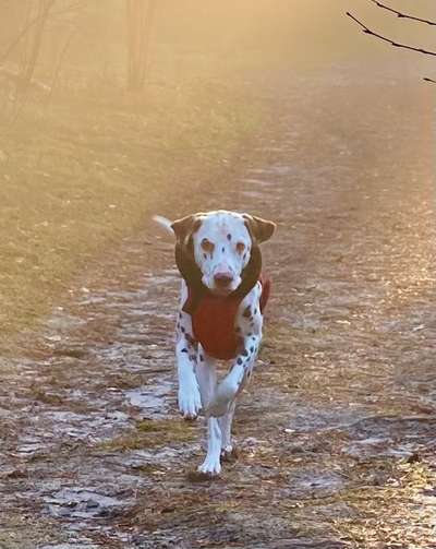 Fotochallenge 66 ~ Rennaction -Zeig deinen Hund im Lauf-Beitrag-Bild