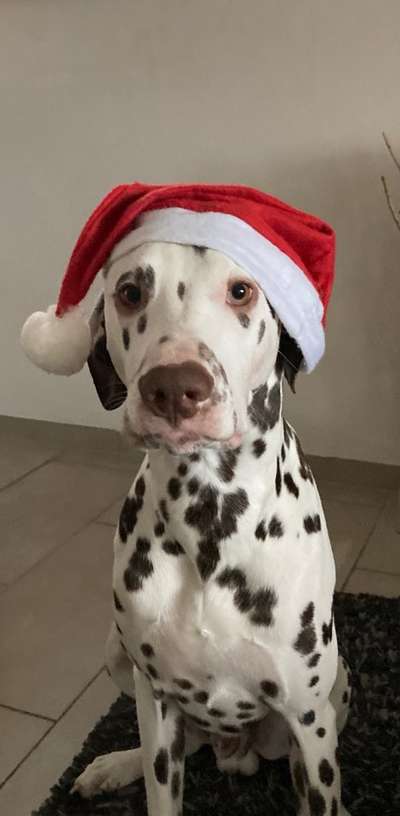 Challenge Nr. 8  Dein Hund im Weihnachtslook-Beitrag-Bild