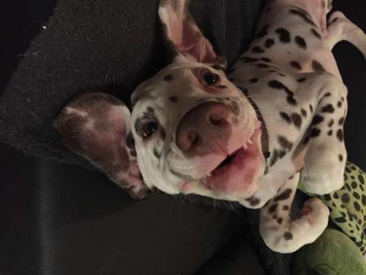 FOTOCHALLENGE - Nr. 74 Ugly Dog: Zeige das schlimmste Foto von deinem Hund-Beitrag-Bild