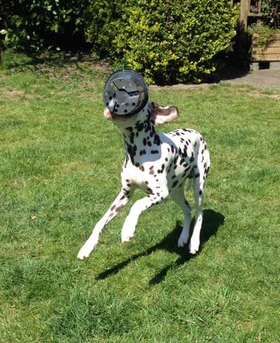 Dogorama Photo Challenge - Lieblingsspielzeug!-Beitrag-Bild