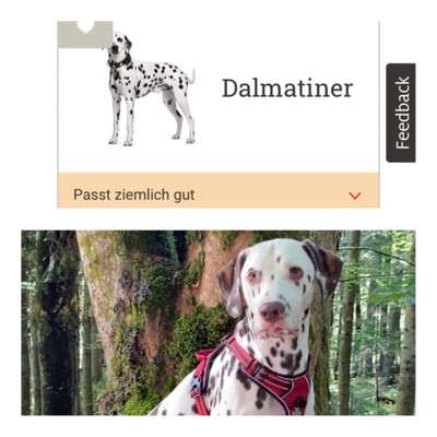 Habe ich den richtigen Hund?-Beitrag-Bild