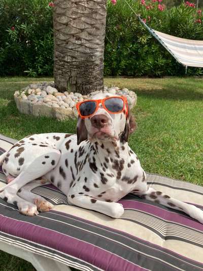 Challenge 41 - Mein Hund im Urlaub-Beitrag-Bild