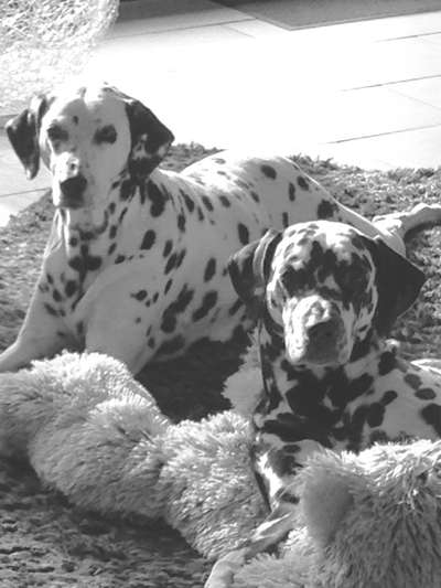 Die Dogorama Wochen Challenge "Friends will be Friends"-Beitrag-Bild