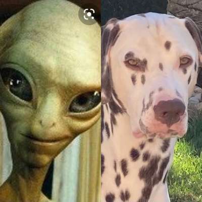 Wie heißt dein Hund?-Beitrag-Bild