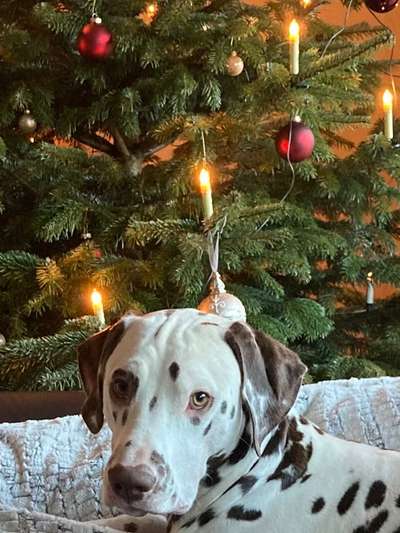 Dogorama Photo Challenge - Licht-Beitrag-Bild