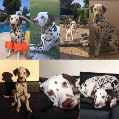 Dein Hund im Dogorama-Kalender 2021-Beitrag-Bild