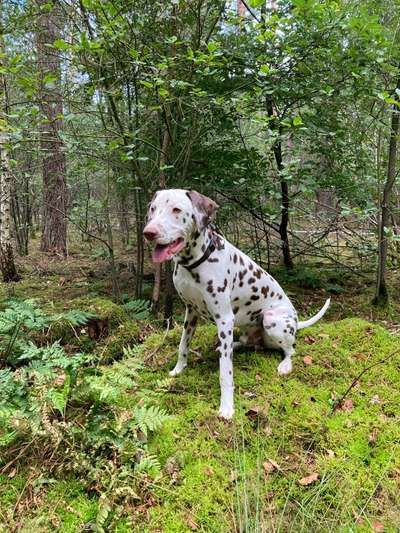 Fotochallenge No. 26                                     Wald und Wiese-Beitrag-Bild