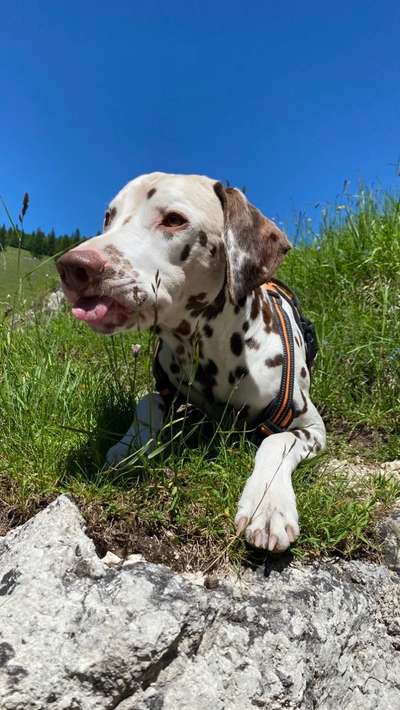 Fotochallenge Nr. 59 - Mein Hund zeigt die Zunge-Beitrag-Bild