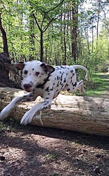 Challenge Nr. 16         Dynamik - Dein Hund in Bewegung-Beitrag-Bild