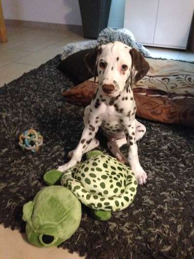 Foto Challenge die Vierte-Beitrag-Bild