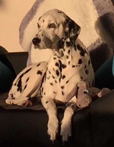 Dogorama Photo Challenge - Licht-Beitrag-Bild