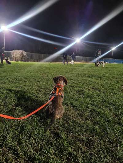 Hundeschulen-Glückshunde/DIE POSITIVE HUNDESCHULE-Bild