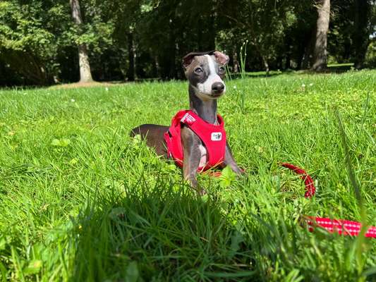 Welpen Bilder !-Beitrag-Bild