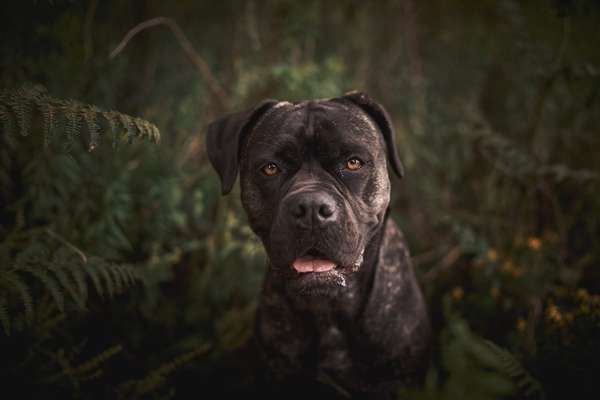 Hundeschulen-Die Räuberhunde - Hundeschule | Hundetraining | Hundefotografie-Bild