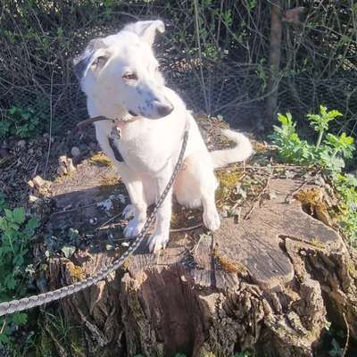 Hundetreffen-Hundefreunde gesucht 🐕😊-Bild