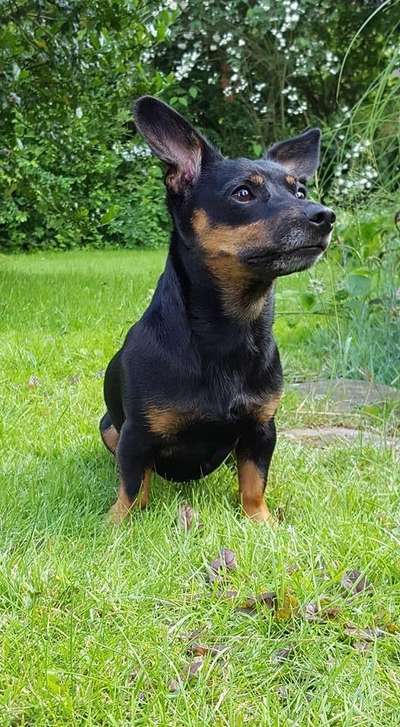 Mischlinge raten - Rätselspaß-Beitrag-Bild