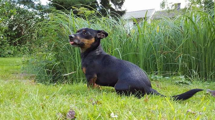 Mischlinge raten - Rätselspaß-Beitrag-Bild