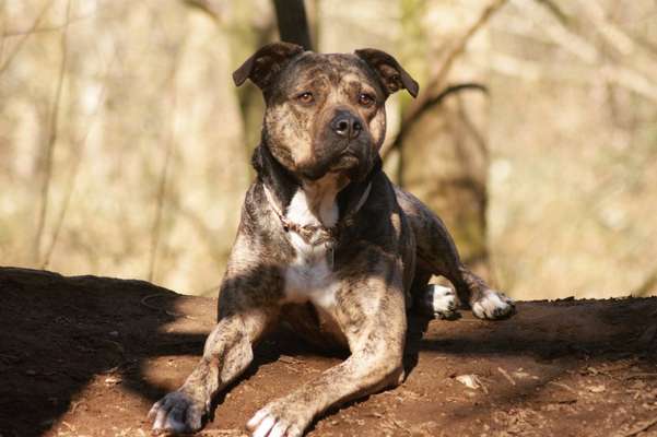 American Staffordshire Terrier 
Wo seit Ihr?-Beitrag-Bild