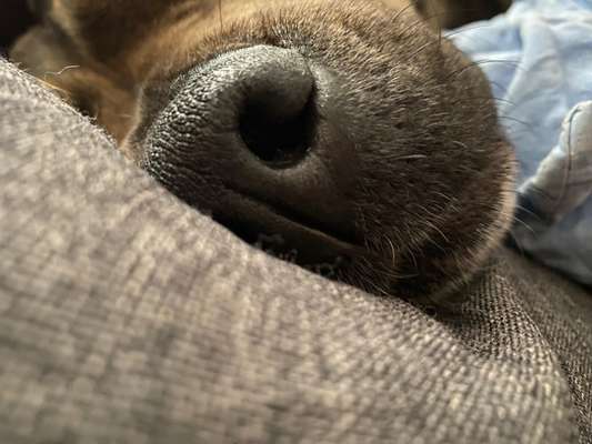 42. Handy Fotochallenge - Den richtigen Riecher haben-Beitrag-Bild