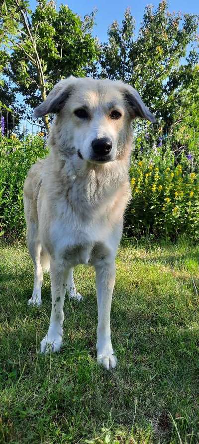 Hundetreffen-Spiel- & Gassirunde in Falkenstein/Harz und Umgebung-Bild